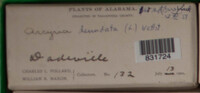 Arcyria denudata image